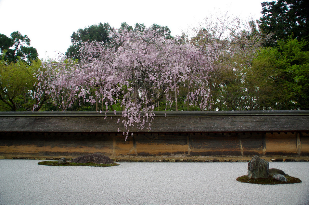 庭と桜