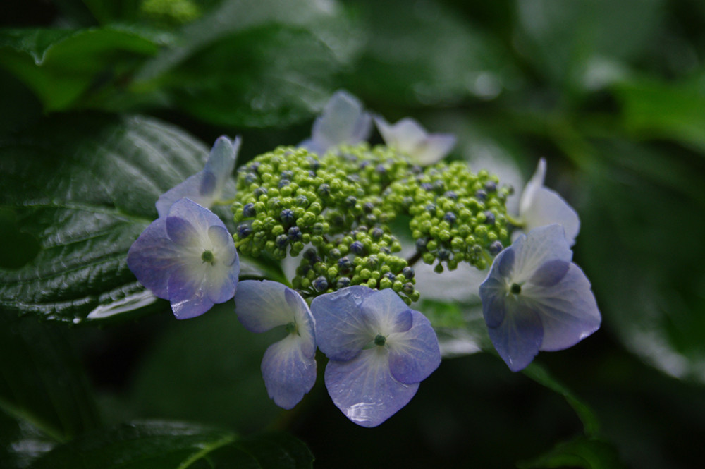紫陽花